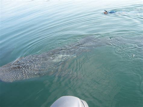 bahia de los angeles.whale shark .7/sep/2015.daggett sport fishing ...