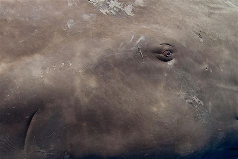 Close Up Of Sperm Whale Eye, Dominica, Caribbean Sea, Atlantic Photograph by Franco Banfi ...