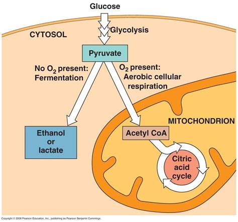 Anaerobic Respiration Flow Diagram at Linda Horton blog