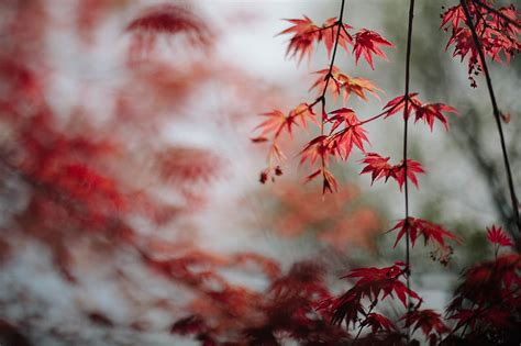 Maple, leaves, branches, macro, red, HD wallpaper | Peakpx