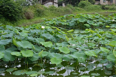 Nelumbo | Aquarium and Pond Plants of the World E3