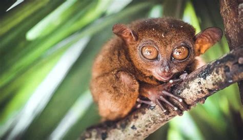 Why Avoid Loboc Tarsier Conservation Area in Bohol (PH)