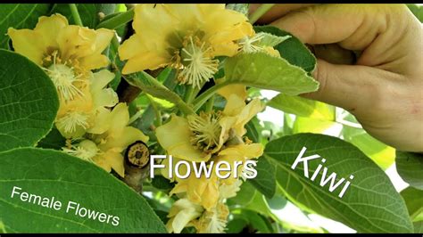 Female KiwiFruit Flowers - Difference Between Male Kiwi Fruit Flowers ...