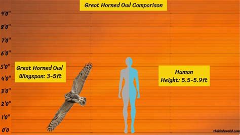 Great Horned Owl Wingspan: How Big Are They Comparison?