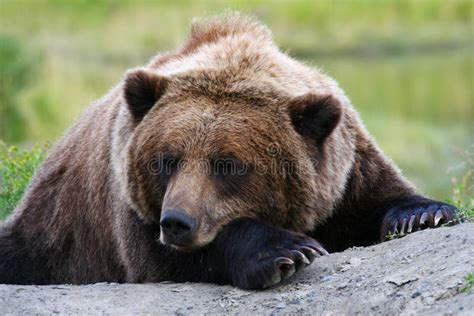 Sleeping Grizzly BEAR Royalty Free Stock Photo - Image: 20555425