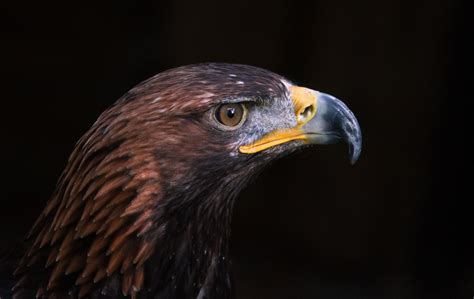 Golden Eagle | Golden eagle, Eagle, Animals wild