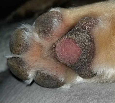 Dog with Cracked Paws? Our Veterinarian Explains What to Do