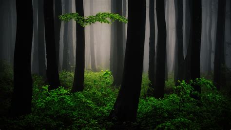 3840x2160 Resolution Mysterious Forest Art 4K Wallpaper - Wallpapers Den