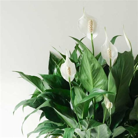 Peace Lily Indoor - Care for a Peace Lily | Natures Colours