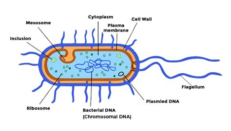 Bacteria- Definition, Diagram and Classification | PW