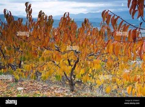 Cherry tree at Fundão, Portugal Stock Photo - Alamy