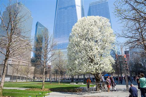 9/11 Survivor Trees a symbol of hope and resilience across the world