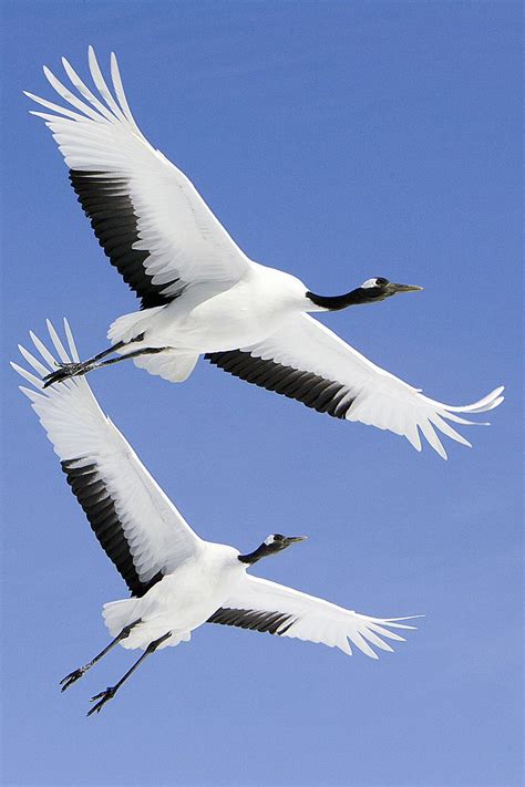 日本語: タンチョウ 阿寒国際ツルセンターにて English: Grus japonensis flight at Akan International Crane Center | 丹頂鶴 ...