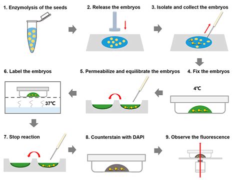 Plants | Free Full-Text | Detection of Embryonic Suspensor Cell Death ...