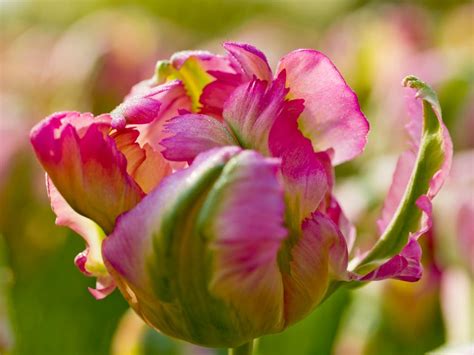 Parrot Tulip Varieties | HGTV