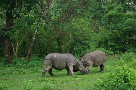 Himalayan Dreams | Chitwan National Park