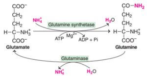 Glucose-Alanine Cycle | Online Biochemistry Notes