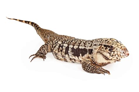 Argentine Black And White Tegu Care | The Ultimate Tegu Care Guide