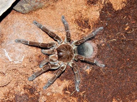 Goliath Birdeater Tarantulas Seldom Eat Birds | Owlcation