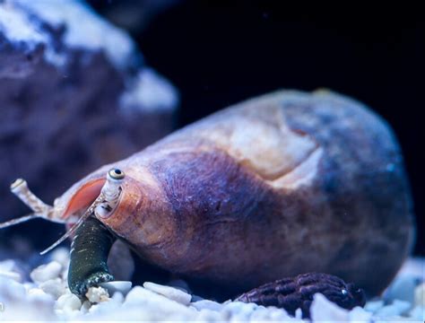 Fighting Conch Snail – Abc Aqua + inc.