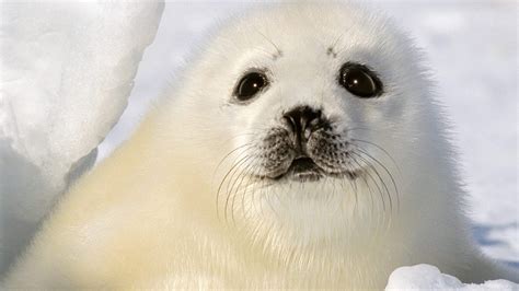 22 Seal Wallpapers - Wallpaperboat