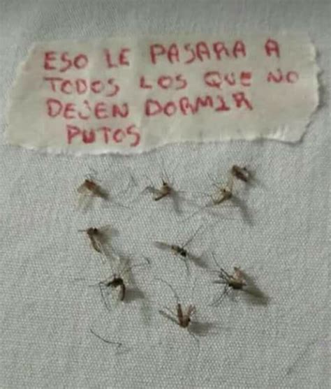 La mejor amenaza para esos mosquitos molestos Funny Photos Of People, Funny Pictures, New Memes ...