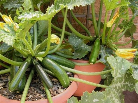 zucchini en macetas Growing Tomatoes Indoors, Growing Vegetables In ...