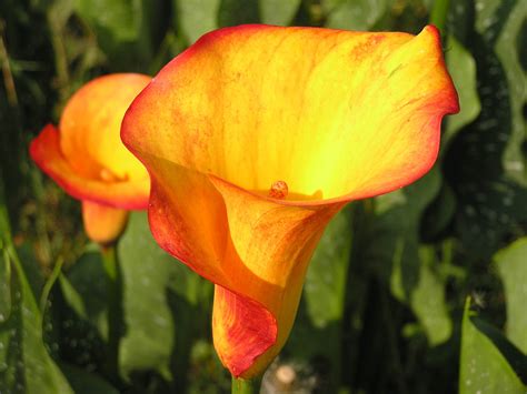 Calla Lilies wallpaper | 2048x1536 | #51504