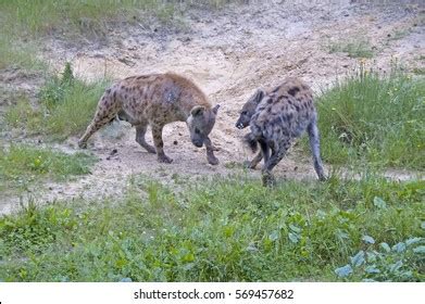 Fighting Hyenas Stock Photo 569457682 | Shutterstock