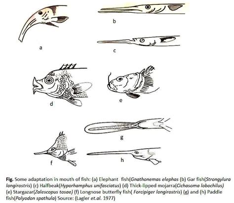 Feeding Adaptation of Fishes - Biology Educare