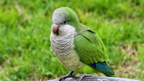 Green Parakeets Overwhelm Parts Of Italy - Videos from The Weather Channel