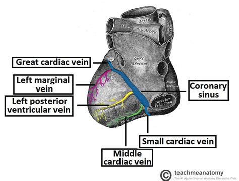 Coronary Arteries Anatomy Posterior View