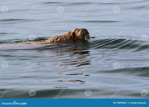 The Old Walrus with One Tusk in the Water Stock Image - Image of tusk ...