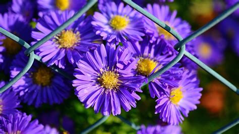 24 Gorgeous Types of Aster Flowers (#11 Is Wow)