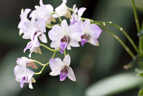 Orquídea Dendrobium ???? Las Orquideas