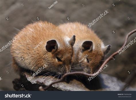 1 Murid Rodents Muroidea Images, Stock Photos & Vectors | Shutterstock