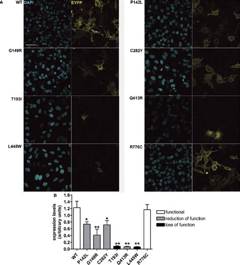 Global cellular levels of wild-type pendrin and pendrin variants in... | Download Scientific Diagram