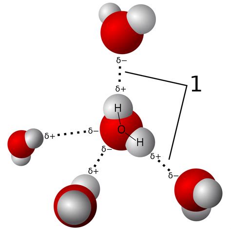 Dipoles Of Water Molecules | A-Level Biology Revision Notes