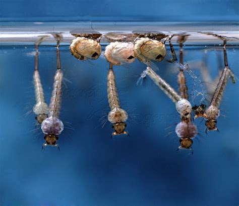 Mosquito larvae - Mosquito Larvae Control | Nanovina.com.vn