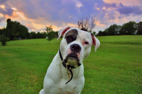 American Bulldog Wallpapers - Wallpaper Cave