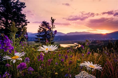 Download Flower Sunset Daisy Nature Meadow HD Wallpaper