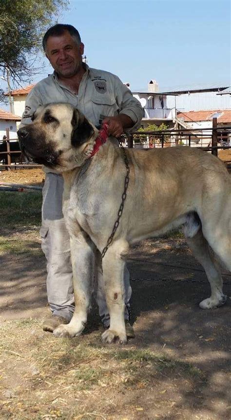 Turkish Shepherd Dog "Kangal" Huge Dogs, Giant Dogs, Small Dogs, Mastiff Cane Corso, Alabai Dog ...