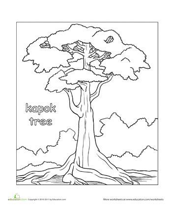 Color the Kapok Tree | Worksheet | Education.com | Tree coloring page, Tree drawing, Rainforest ...