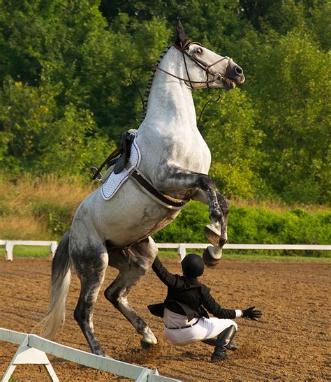 9 Photos of Horses Failing at Dressage | HORSE NATION