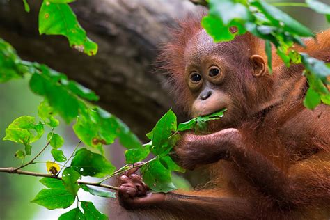 Orangutan | San Diego Zoo Animals & Plants