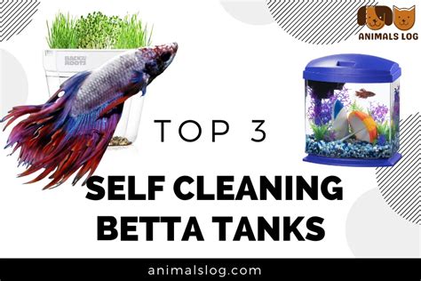 Top 3 Self Cleaning Betta Tanks - Animals Log