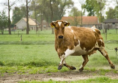 Running cow stock image. Image of agriculture, farm, brown - 2445709