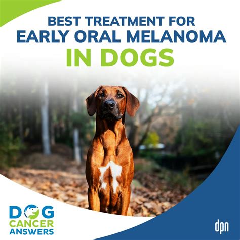 Best Treatment for Early Oral Melanoma in Dogs | Dr. Brooke Britton #193 – Dog Cancer Answers ...