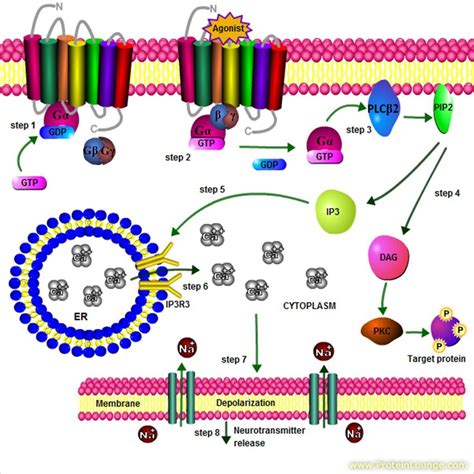 Bitter taste signaling pathway (IP 3 pathway) Abbreviations: PLCβ2,... | Download Scientific Diagram