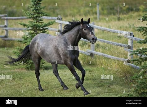 Dark Blue Roan Horse